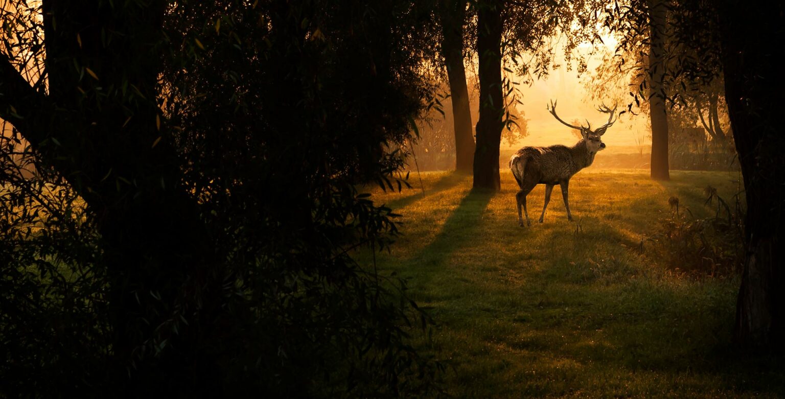 Landesjagdverband Thüringen Deutsches JagdLexikon