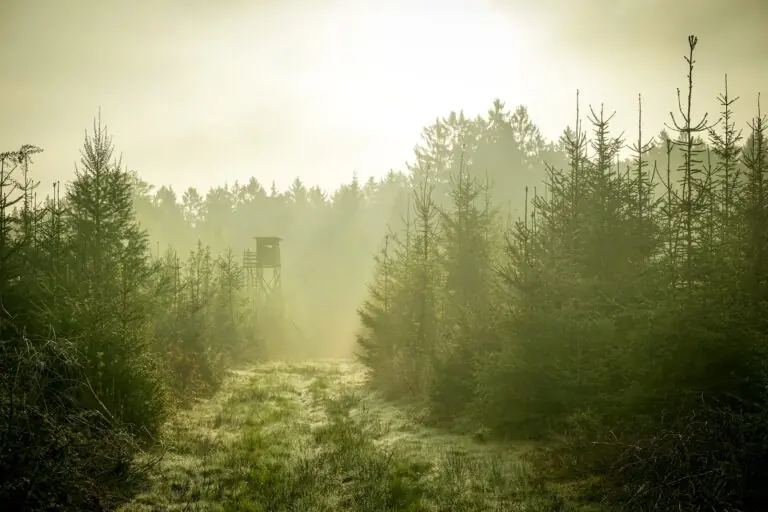 aerial photography of pine trees during daytime