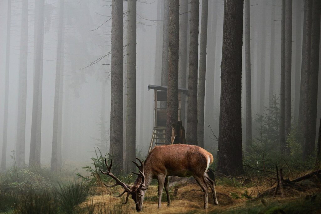 background, woods, stand, hunting, deer, fantasy, hunting, hunting, hunting, hunting, hunting