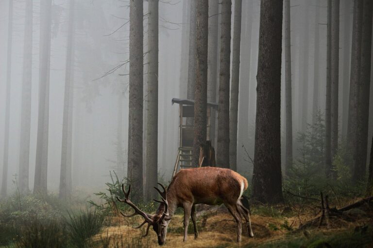 background, woods, stand, hunting, deer, fantasy, hunting, hunting, hunting, hunting, hunting