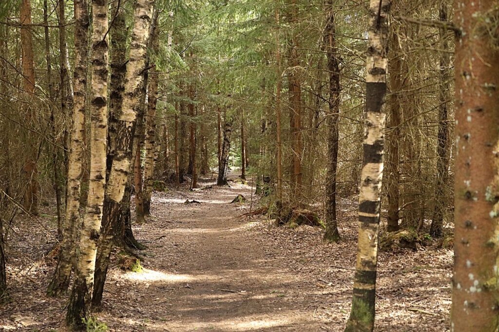 trees, forrest, nature, green, natural, outdoor, woods, forrest, forrest, forrest, forrest, forrest