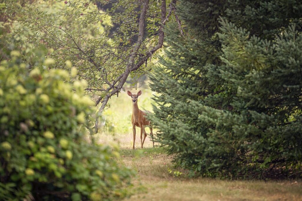 roe deer, deer, animal, doe, roe, chevreuil, european roe deer, wildlife, nature, forest, deer, deer, deer, deer, deer